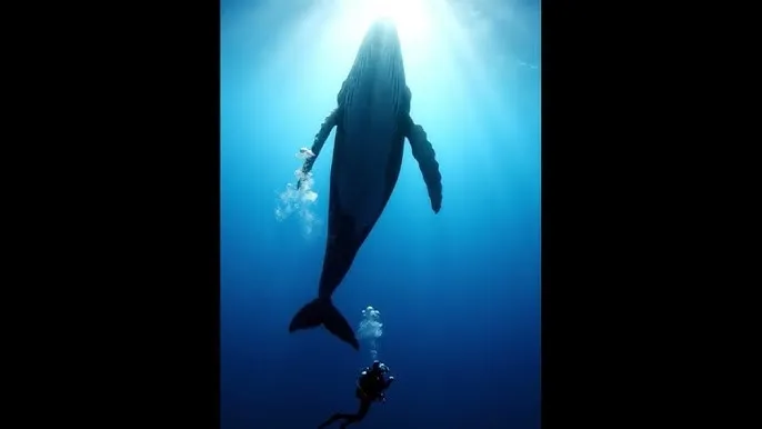 人渣的本愿 动漫 - 深蓝星球：探索海洋深处的未知世界